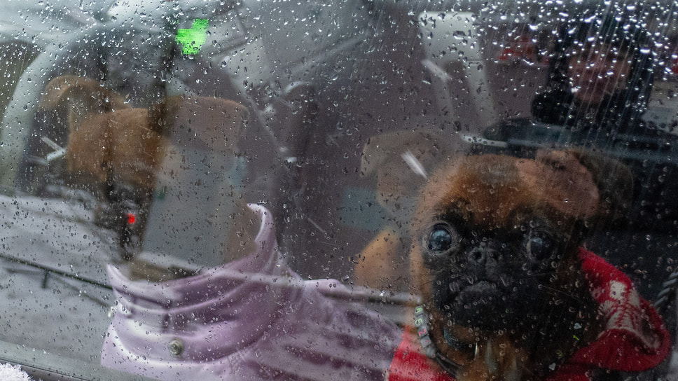 Собаки в салоне автомобиля рядом с Удельным рынком в Санкт-Петербурге